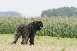 BOUVIER DES FLANDRES 407